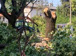 L’abbattimento alberi di piazza 25 aprile a Cassano