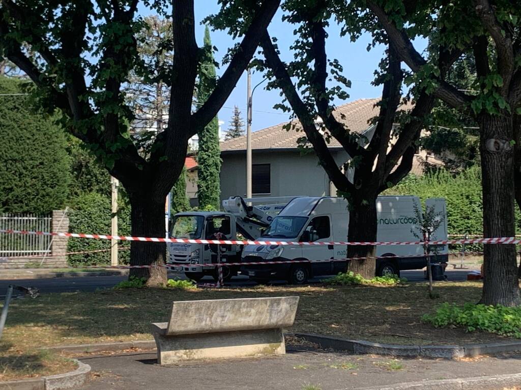 L’abbattimento dei tigli di piazza 25 aprile a Cassano 