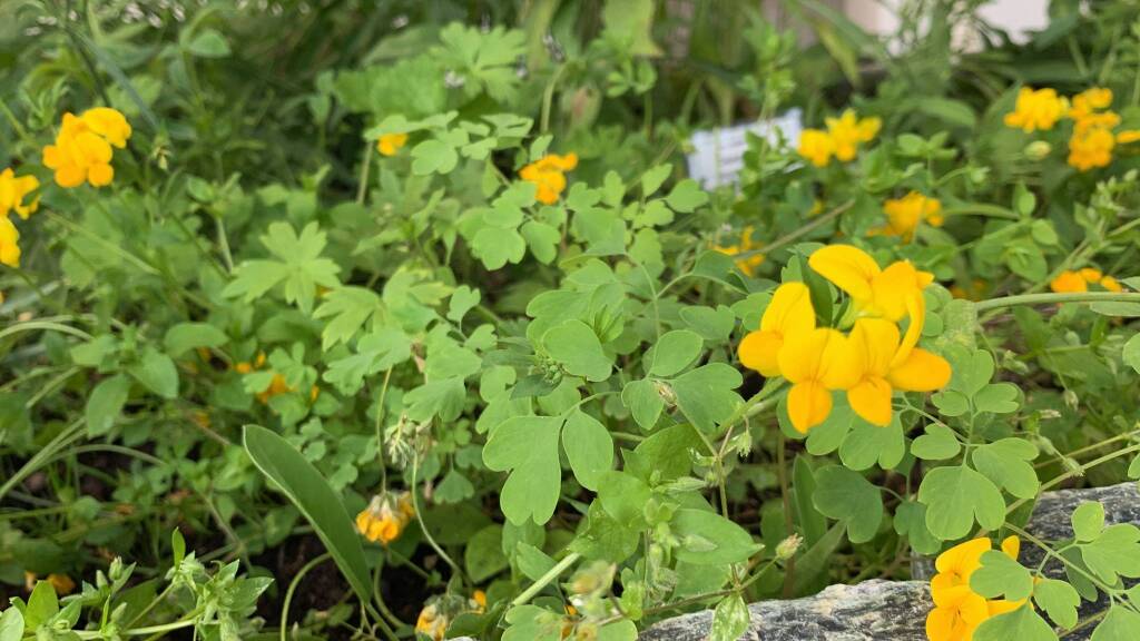 La Serra Fredda all'Osservatorio Astronomico del Campo dei Fiori