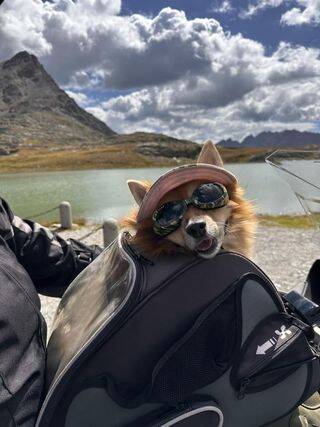 Le foto dei nostri lettori per la Giornata mondiale del cane 2023