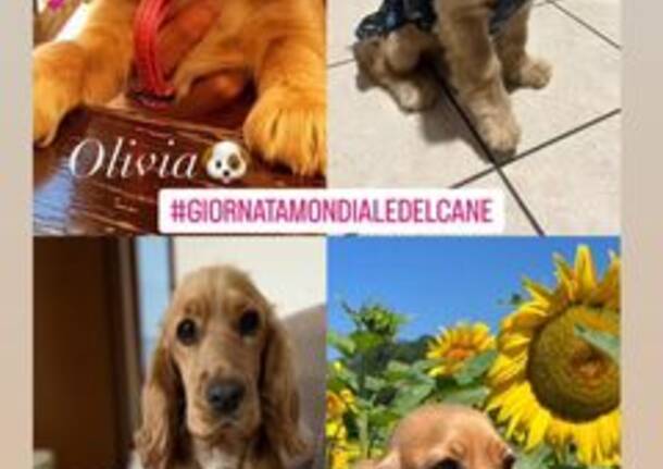 Le foto dei nostri lettori per la Giornata mondiale del cane 2023