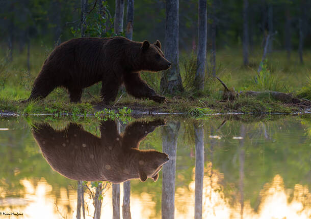 orso - mario monfrini