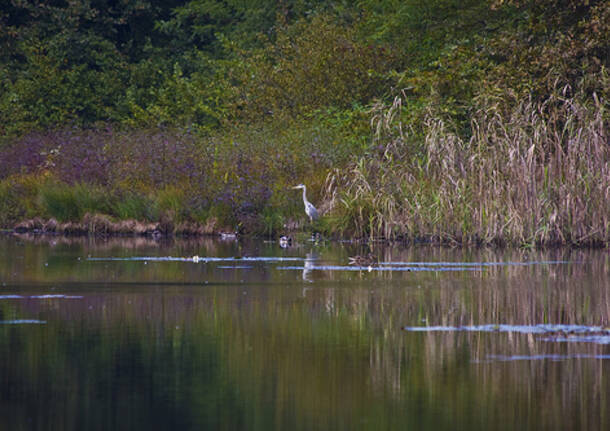 parco naturale dei lagoni mercurago arona