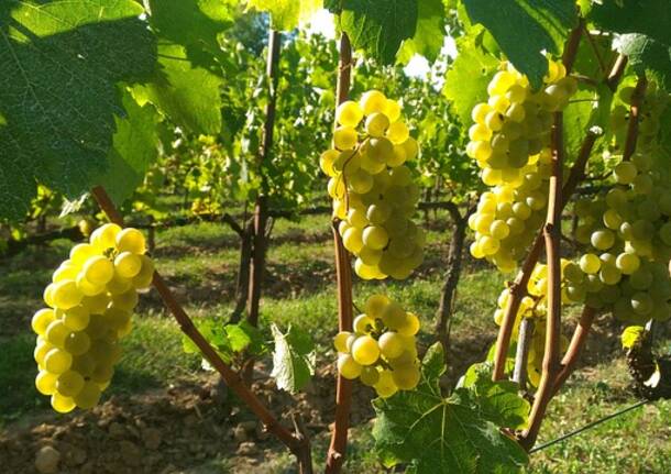 uva Franciacorta
