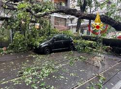 Maltempo a Milano, alberi caduti e danni