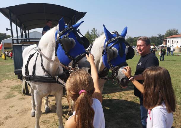 Festa Cavallo