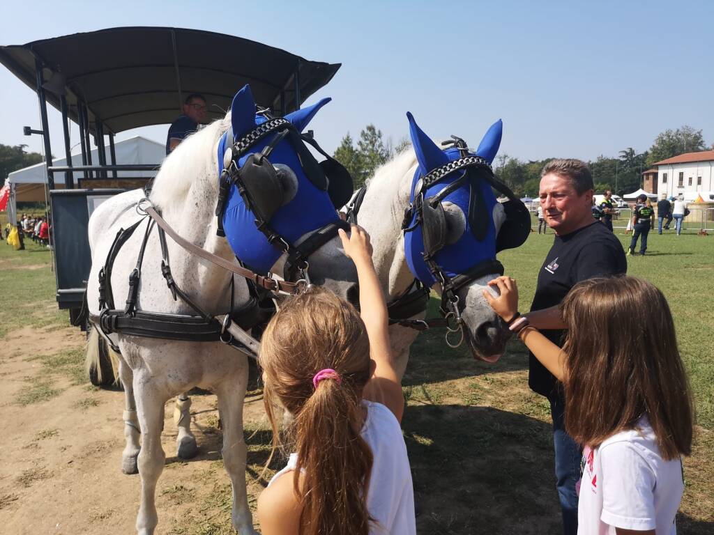 Festa Cavallo