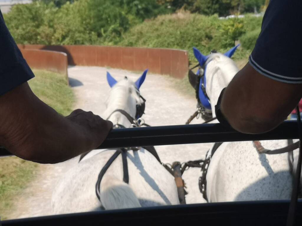 Festa Cavallo