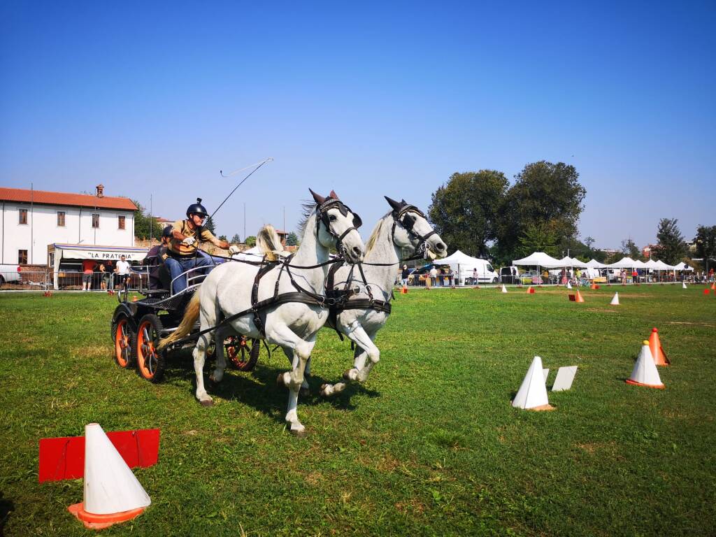 Festa Cavallo