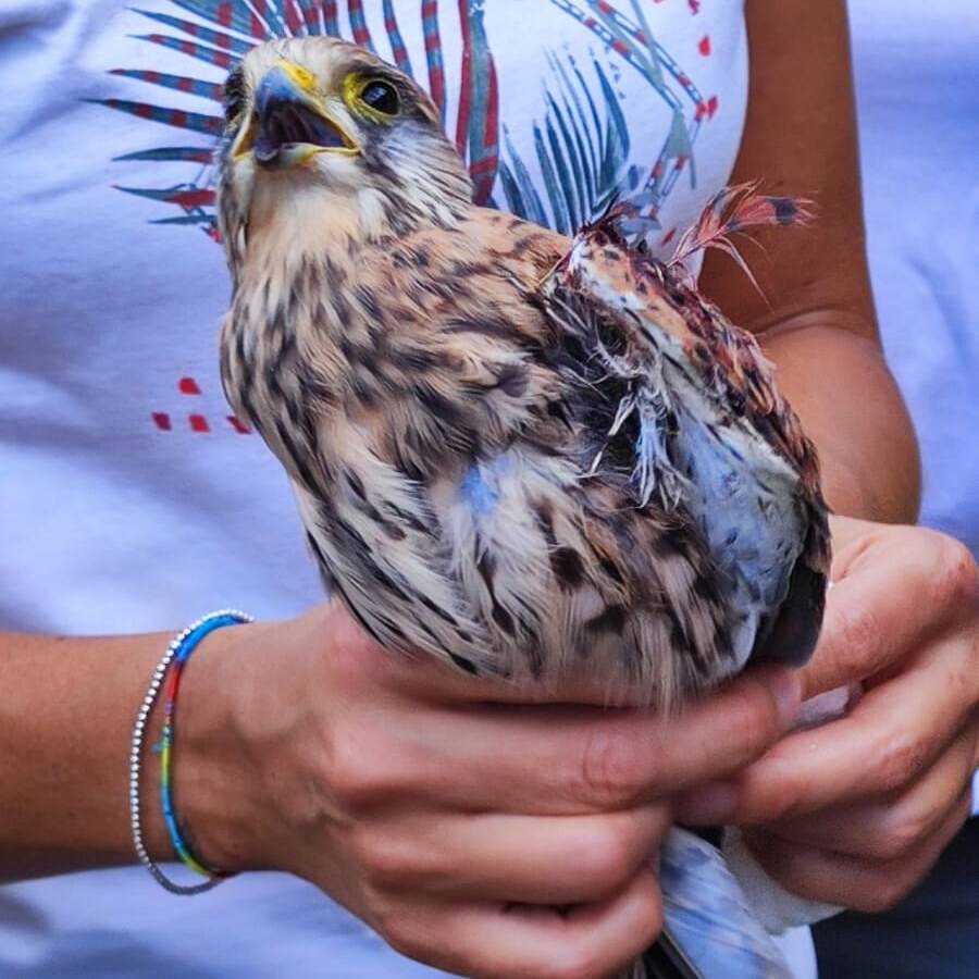 Gheppio ferito finisce sulla rotatoria, salvato dai volontari del Parco delle Groane