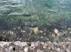 La passeggiata dell’Amore di Ispra sommersa dall'acqua