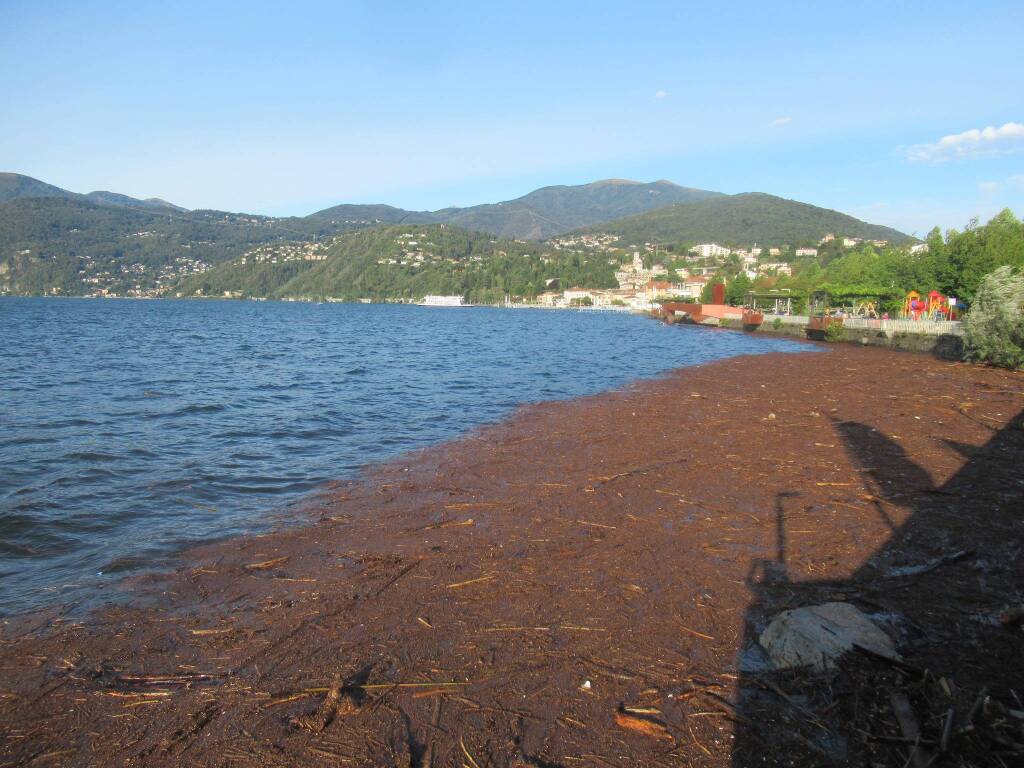 Legna nel lago Maggiore davanti a Luino