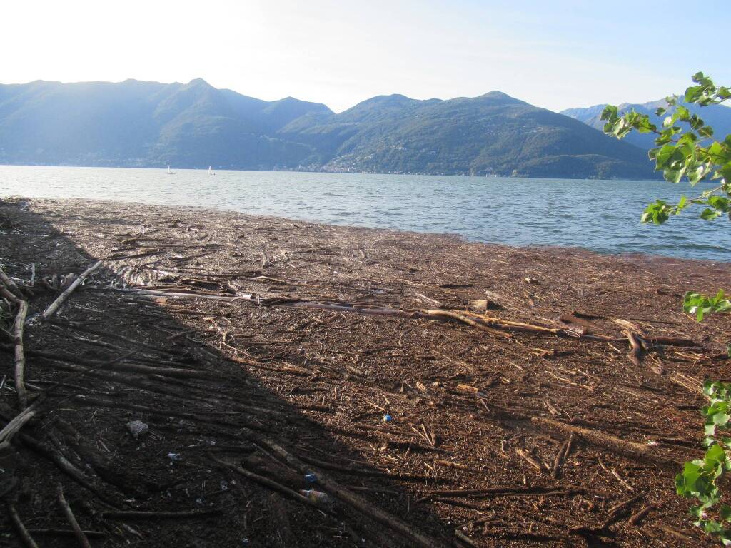 Legna nel lago Maggiore davanti a Luino - Foto di candido Quatrale in Oggi nel Varesotto