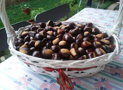 castagne vizzola ticino foto del giorno 10 ottobre 2023