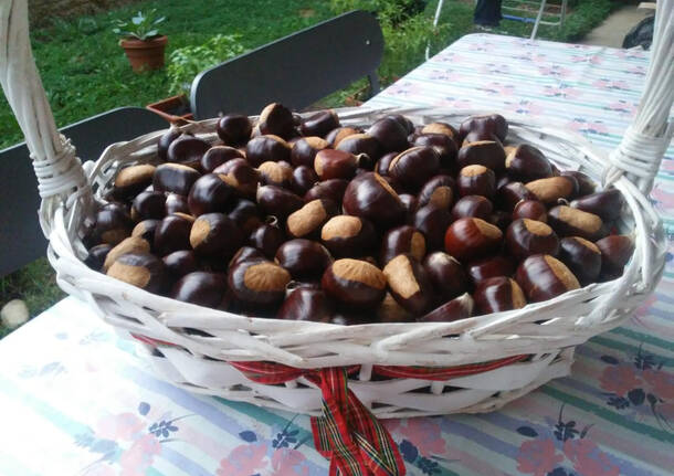 castagne vizzola ticino foto del giorno 10 ottobre 2023