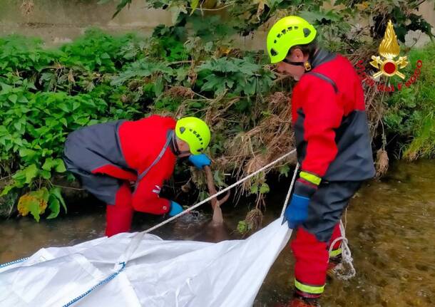 Gornate Olona - Cervo morto nel fiume recuperato dai Vigili del fuoco