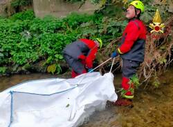 Gornate Olona - Cervo morto nel fiume recuperato dai Vigili del fuoco