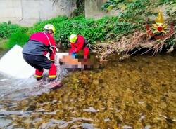 Gornate Olona - Cervo morto nel fiume recuperato dai Vigili del fuoco