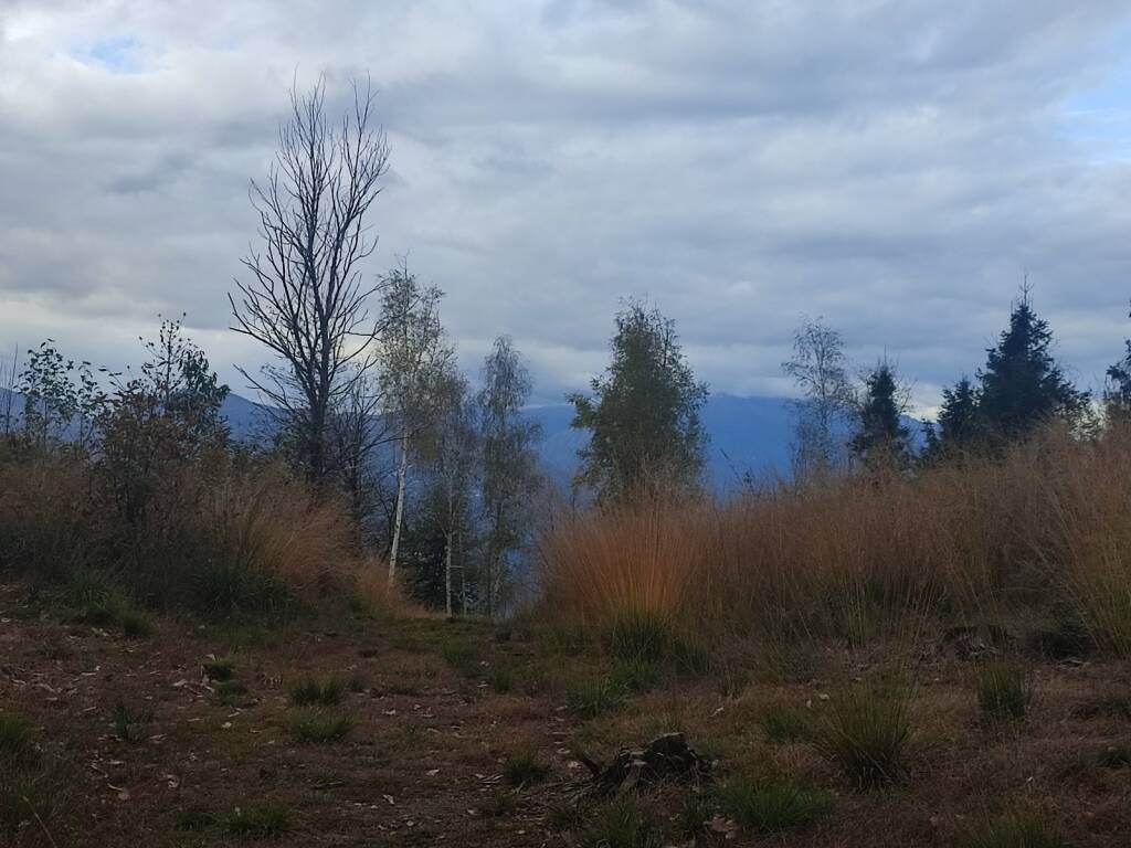 L'autunno nel bosco di Montegrino