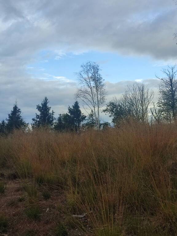 L'autunno nel bosco di Montegrino