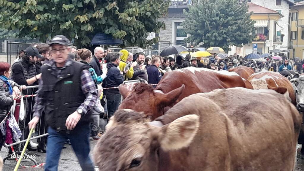 La Sagra della transumanza di Nebbiuno 