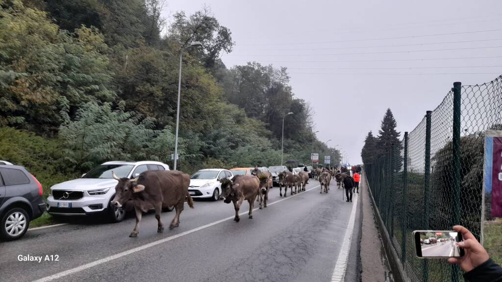 La Sagra della transumanza di Nebbiuno 