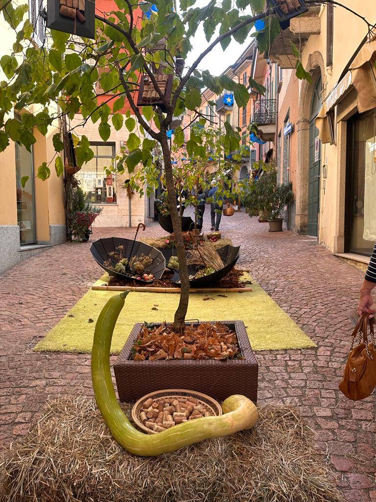 Sboccia l'autunno a Luino