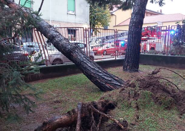 albero caduto san vittore olona