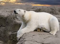 cambiamento climatico orso bianco
