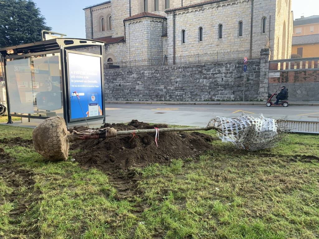 Festa dell’albero a Varese con 100 magnolie