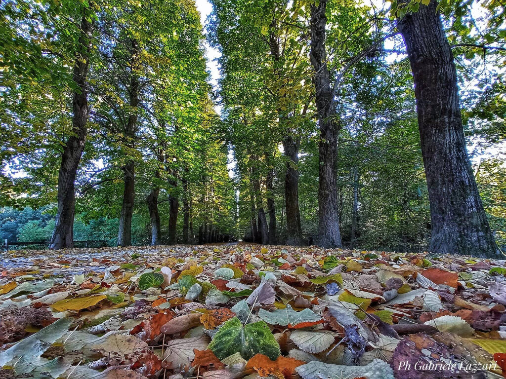 foliage autunno gabriele lazzari