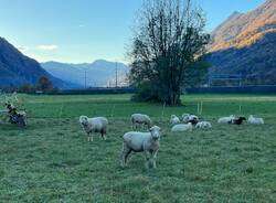 Francisca da Biasca a Bellinzona 