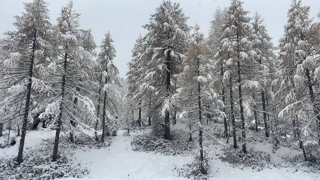 I boschi del Devero coperti di neve - foto di Gloria Ripamonti