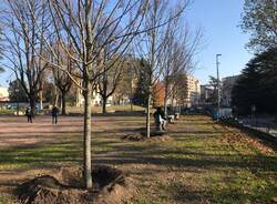 Otto nuovi tigli per piazza Cavalieri di Vittorio Veneto 