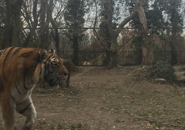 Addio a Margot la tigre della Torbiera di Agrate Conturbia