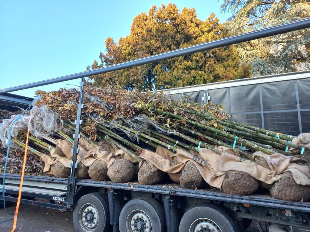 Arrivati a Legnano i 150 alberi che rinfoltiranno il verde