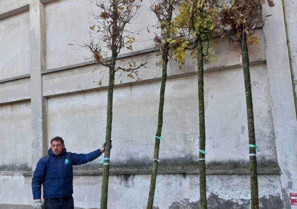 Ben 150 alberi hanno raggiunto Legnano per rinfoltire il verde