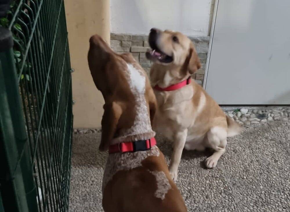 Cani a casciago