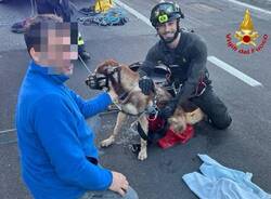 Cane cade nelle condotte fognarie inseguendo un gatto