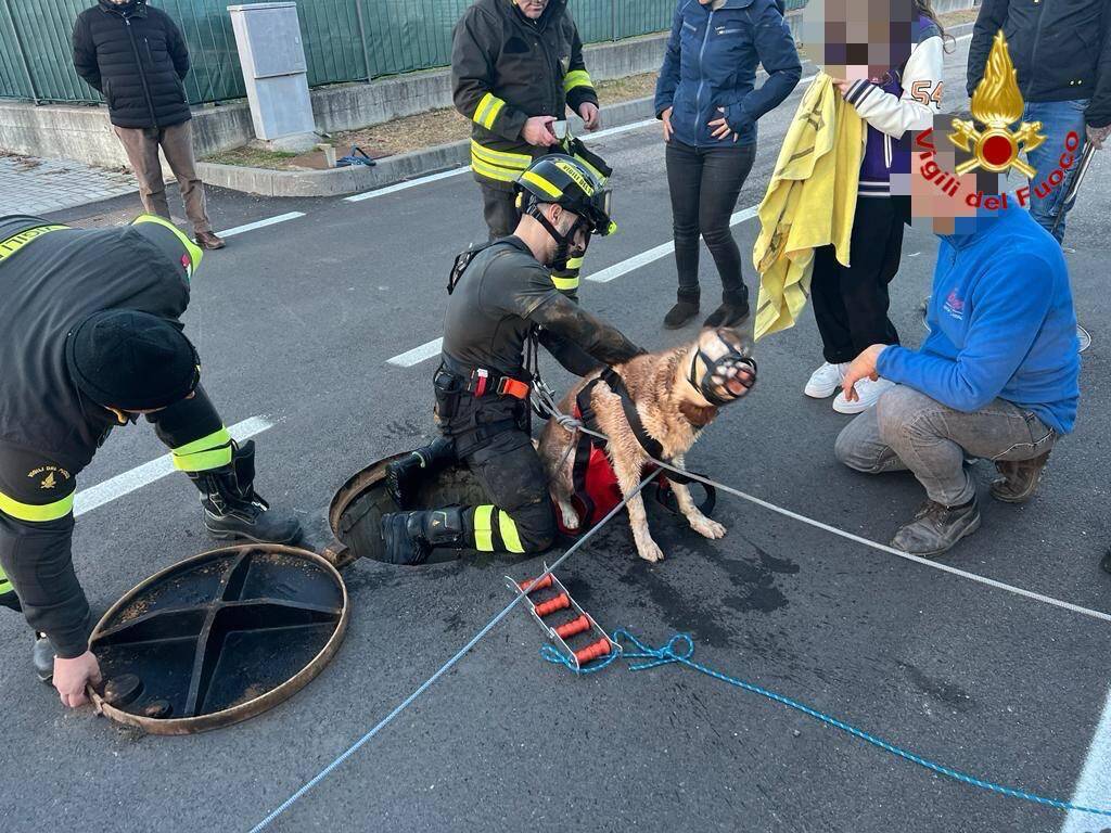 Cane cade nelle condotte fognarie inseguendo un gatto