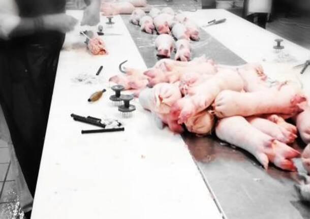 Cotechino