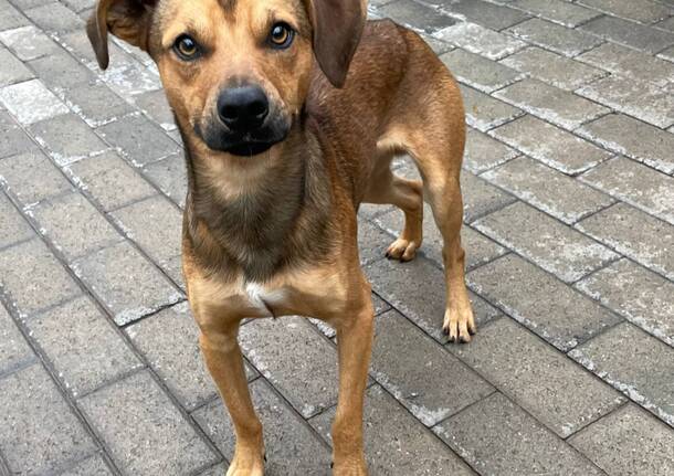 Elvis cerca casa, si trova a Segrate