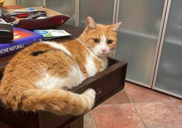 Chi ha visto questa micia?