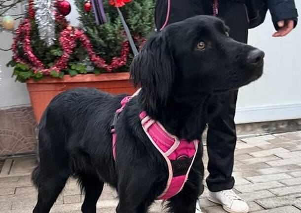 Marlena, cagnolona nera cerca casa