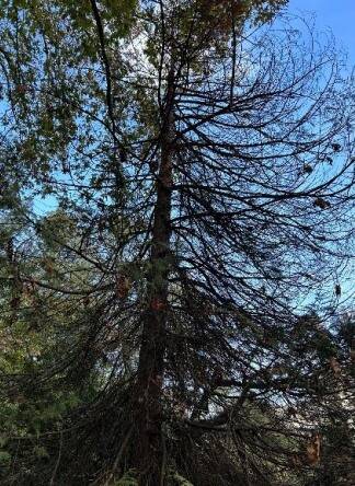 Parco dell'ex Seminario di Saronno, 18 gli abbattimenti necessari di piante pericolose o sofferenti