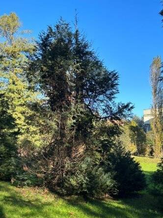 Parco dell'ex Seminario di Saronno, 18 gli abbattimenti necessari di piante pericolose o sofferenti