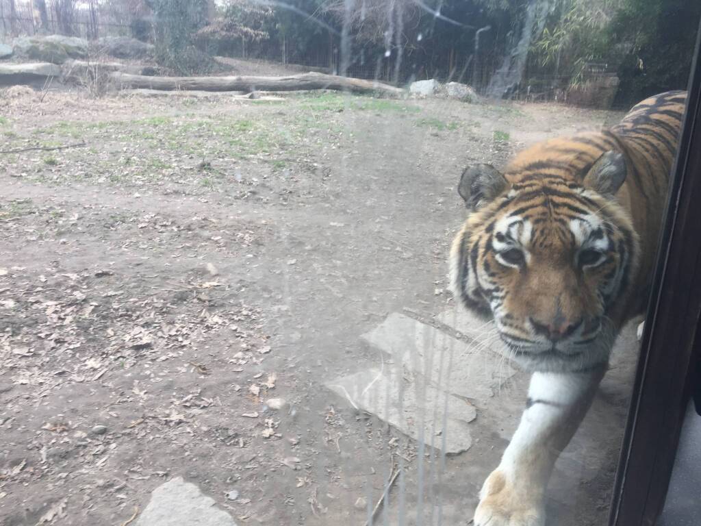 Tigre Margot