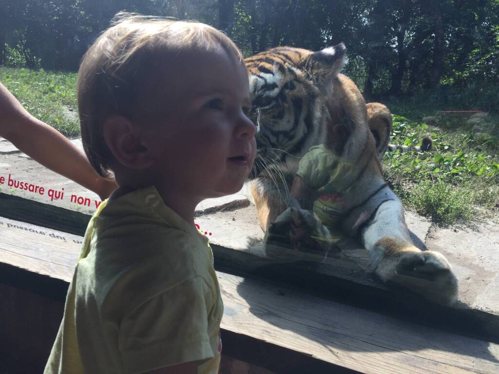 Tigre Margot