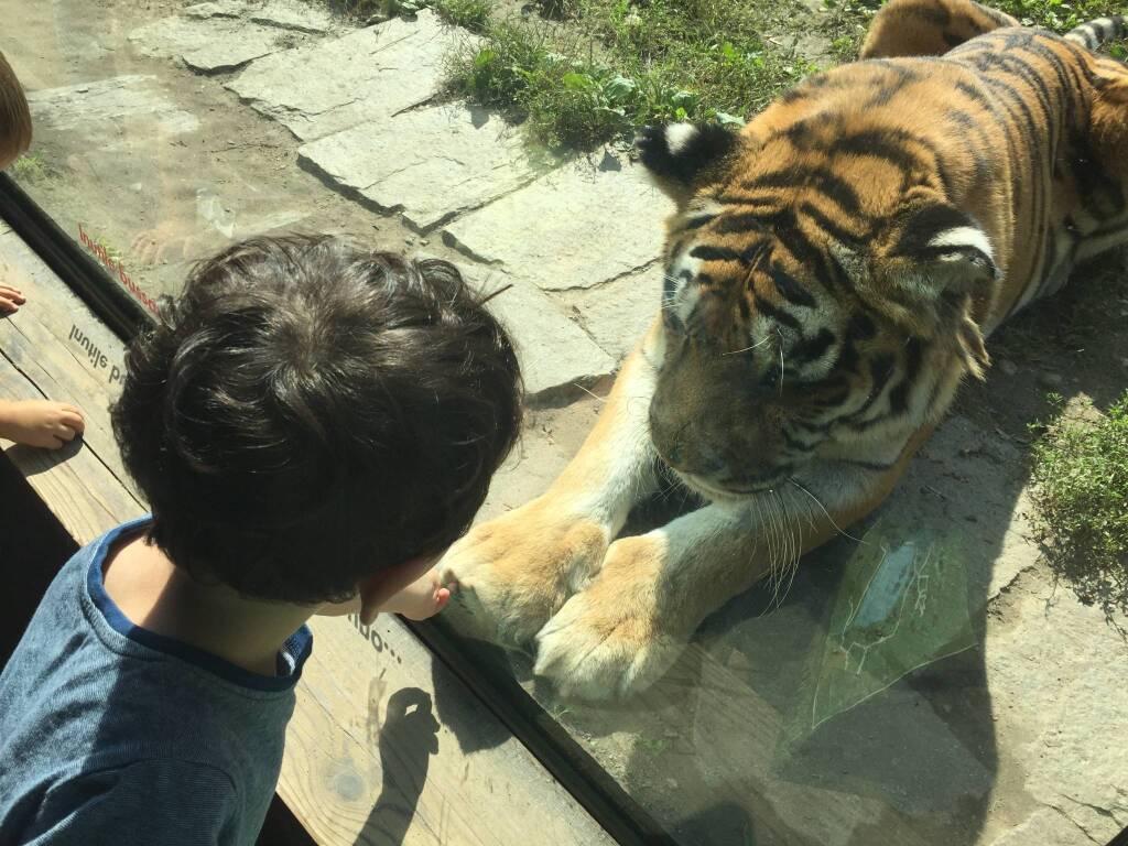 Tigre Margot