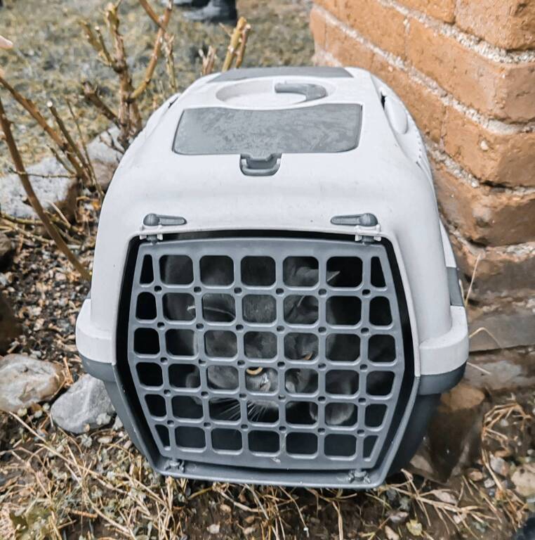 A Olgiate Olona la benedizione degli animali